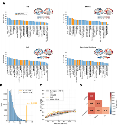 Resting-state EEG alpha-BOLD coupling spatially follows cortical cell-type and receptor gradients