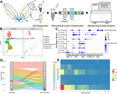 Mining functional genes and characterizing cellular transcriptomic profiles in the single-cell atlas of adult Spodoptera litura ovary