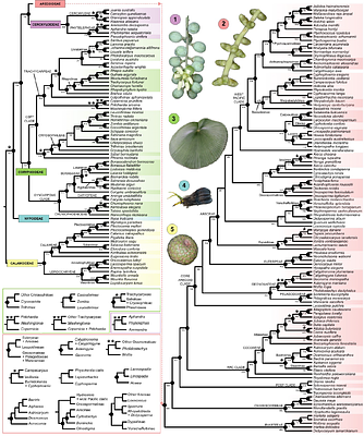 Early Cretaceous Origin and Evolutionary History of Palms (Arecaceae) inferred from 1,033 Nuclear Genes and a New Synthesis of Fossil Evidence