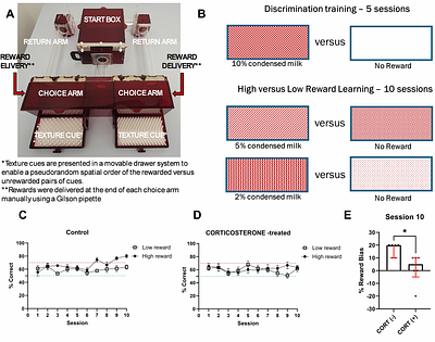 Male mice prefer to live on their own