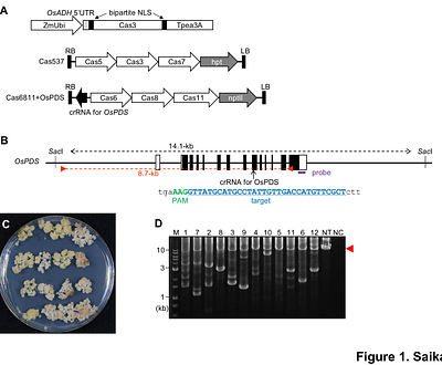 Heritable Large Deletions Using Type I-E CRISPR-Cas3 in Rice