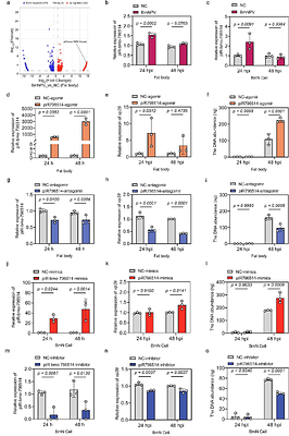 piR-bmo-796514 Facilitates the Proliferation of Exogenous DNA Virus (Baculovirus) by Targeting the Host E3 Ubiquitin Ligase RNF181