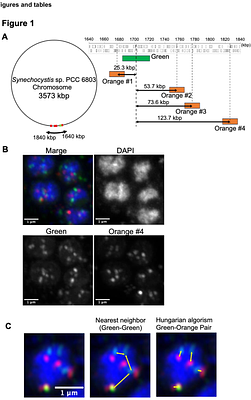 Light-dependent changes in the higher-order DNA structure of the cyanobacterium Synechocystis sp. PCC 6803