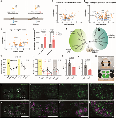 A cryptochrome photoreceptor controls animal light-dependent growth and lifespan via evolutionary conserved hormonal pathways