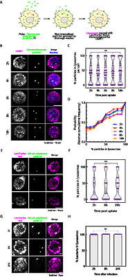 Phagosome Maturation in Macrophages is Enhanced by p38α MAPK Signaling