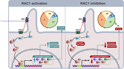 RAC1 Regulates Shh-Medulloblastoma Growth via GLI-Mediated Transcription