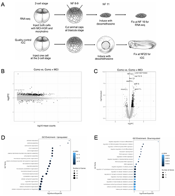 Catalytic activity of KMT5B promotes cilia tuft formation without affecting chromatin accessibility of ciliary genes
