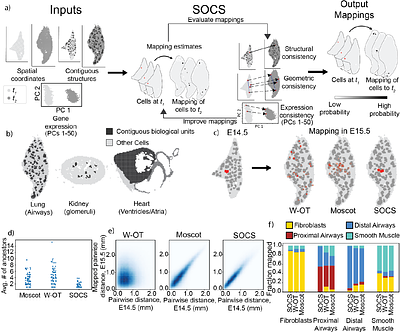 Accurate trajectory inference in time-series spatial transcriptomics with structurally-constrained optimal transport