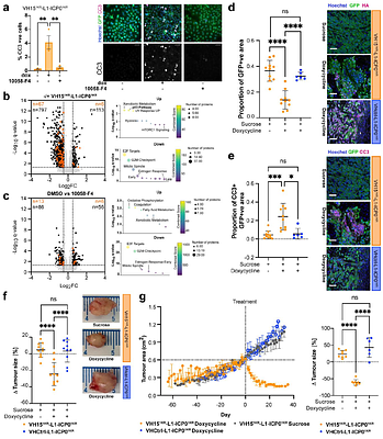 Combinatorial screening of biological degrader modules identifies heterobifunctional molecules that efficiently destroy MYC, leading to rapid tumour cell death in vitro and in vivo