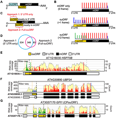 Overlapping upstream ORFs repress translation and expand proteome diversity in Arabidopsis