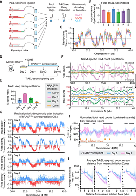 TrAEL-seq captures DNA replication dynamics in mammalian cells
