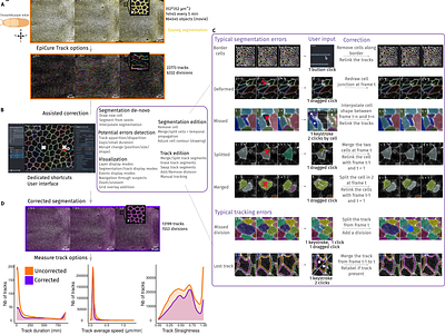 EpiCure (Epithelial Curation): a versatile and handy tool for curation of epithelial segmentation