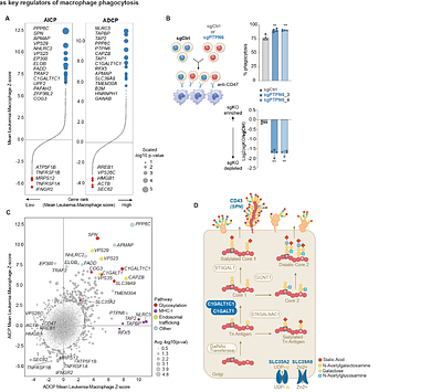 Sialylated CD43 is a glyco-immune checkpoint for macrophage phagocytosis