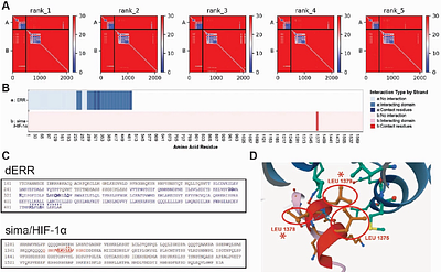 Structural modeling supports an interaction between the Drosophila Estrogen-Related Receptor and Sima/HIF-1α