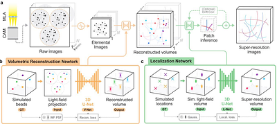 Deep Volumetric Localization Super-Resolution Microscopy