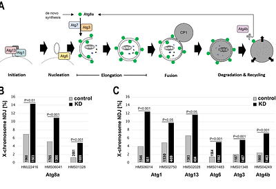 Basal autophagy during meiotic prophase I is required for accurate chromosome segregation in Drosophila oocytes and declines during oocyte aging