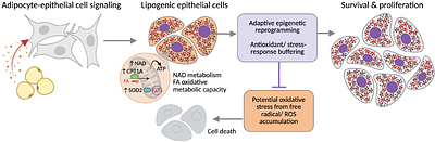 Early Epigenetic and Metabolic Responses to the Adipocyte Secretome Reveal Stress-Adaptive States in Triple-Negative Breast Cancer