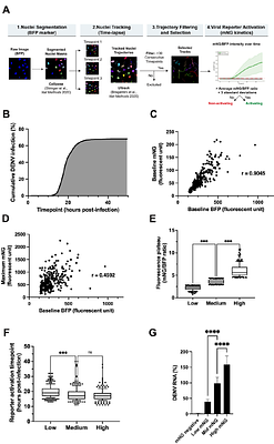 V-SWITCH: A single-vector OFF-to-ON fluorescent reporter of live RNA virus infections