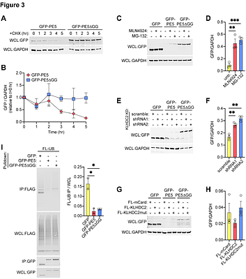 Mycobacterium tuberculosis effector protein PE5 hijacks the host CRL2 ubiquitin ligase complex