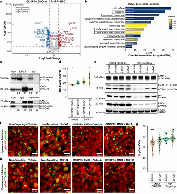 Large-scale bidirectional arrayed genetic screens identify OXR1 and EMC4 as modifiers of α-synuclein aggregation