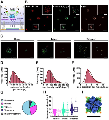 A Versatile Toolbox for Nanoscale Interrogation of Multiprotein Assemblies inside Living Cells
