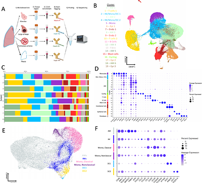 Spatial Heterogeneity of Macrophages in the Human Lung