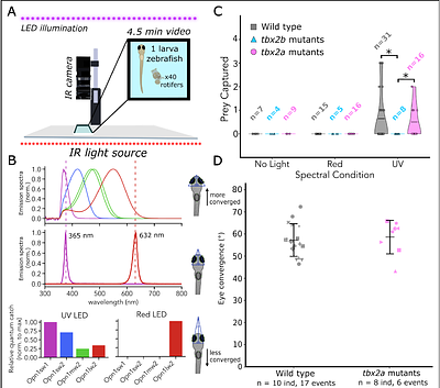 Transcriptional regulation by Tbx2 paralogs creates diversity within photoreceptor subtypes