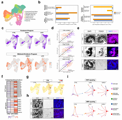 MicroRNAs are required within a critical time window to define neural patterning during early human brain development