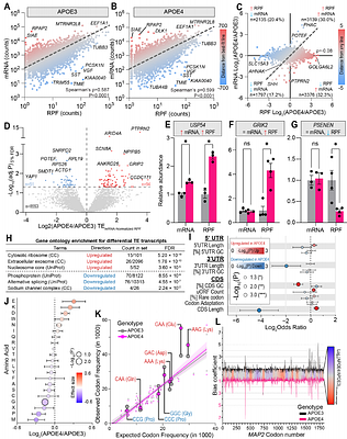 APOE4 disrupts the central dogma by arresting neuronal proteome dynamics
