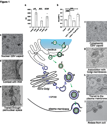 Epstein Barr virus exploits ER stress and TMX4 dependent nuclear envelope remodeling to enable capsid egress