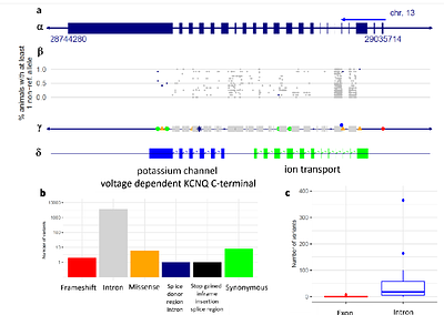 Genome-wide association study reveals KCNQ3 gene as a risk factor for fear-related behavior in dogs and zebrafish