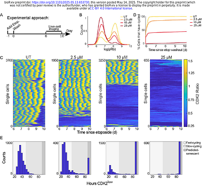 Single-cell RNA sequencing reveals distinct senotypes and a quiescence-senescence continuum at the transcriptome level following chemotherapy