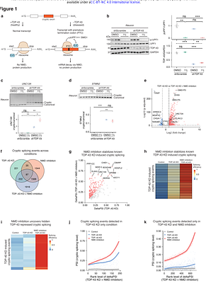 Nonsense-mediated decay masks cryptic splicing events caused by TDP-43 loss