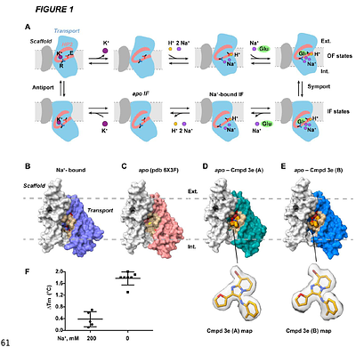 Mechanism and Structure-Guided Optimization of SLC1A1/EAAT3-Selective Inhibitors in Kidney Cancer