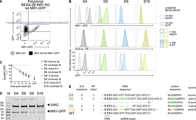 Mutations outside the MR1 antigen binding groove differentially inhibit presentation of exogenous antigens