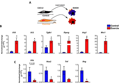 Exercise induces anti-inflammatory reprogramming in macrophages via Hsp60