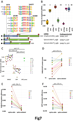 Pervasive translation of the downstream ORF from bicistronic mRNAs by human cells: impact of the upstream ORF codon usage and splicing