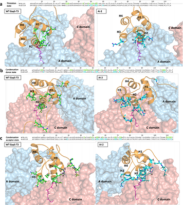 Generative AI designs functional thiolation domains for reprogramming non-ribosomal peptide synthetases