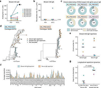 Maternal vaccination timing shapes the composition and maturation of antibody clonotypes transferred to the newborn