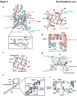 Structure of the human K2P13.1(THIK-1) channel reveals a novel hydrophilic pore restriction and lipid cofactor site