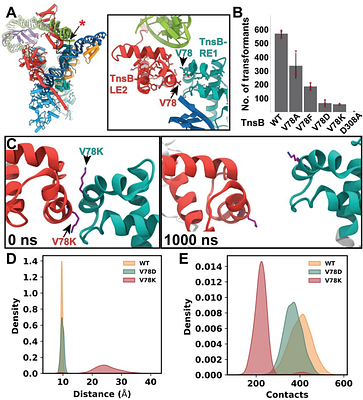 Transposon end recognition and pairing by I-F3 CRISPR-associated transposase