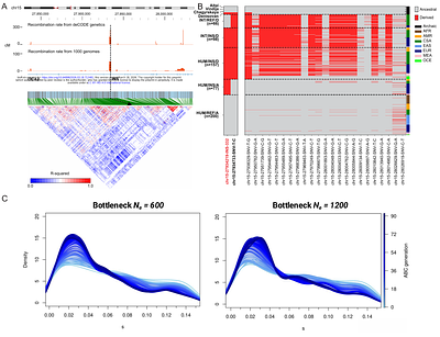 A Denisovan-derived Alu insertion in OCA2 contributes to pigmentation diversity in present-day Melanesians