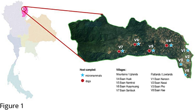Pathogenic Leptospira in dogs and rodents in Tha Wang Pha, Thailand - Prevalence, diversity and linked environments