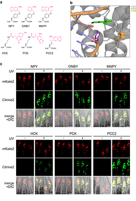 Photocaged FLP Recombinase for Precise Spatio-temporal Control of Gene Expression