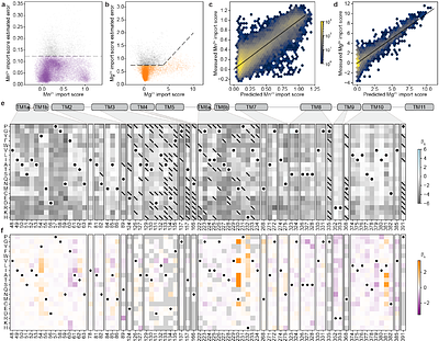 Determinants of metal import and specificity in a bacterial transporter