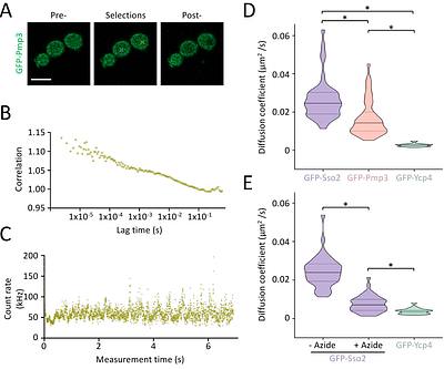 Dynamic diffusion analysis of the yeast plasma membrane using Airyscan based microscopic techniques