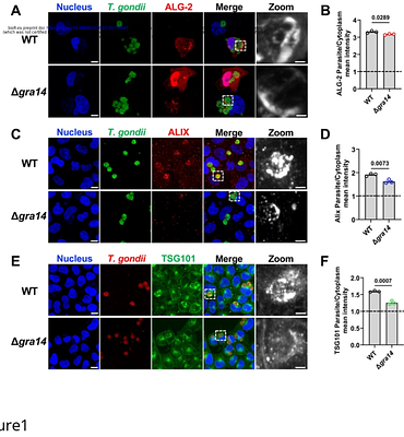 Toxoplasma GRA8 engages the host ESCRT accessory protein ALG-2 and is necessary for parasite metabolic integrity