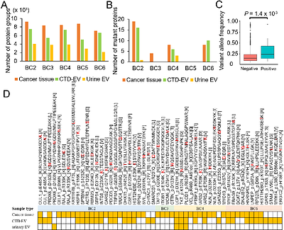 Development of a liquid biopsy for bladder cancer using a mutant protein panel in urinary extracellular vesicles
