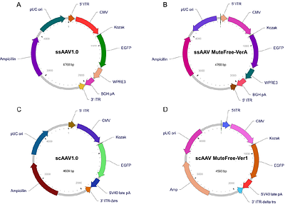 MuteFree: A novel AAV vector system featuring mutation-free ITRs