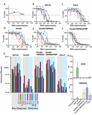 Replication of SARS-CoV-2 Omicron lineages is defined by TMPRSS2 use in environments where ACE2 is complexed with solute carriers SLC6A19 and SLC6A20.